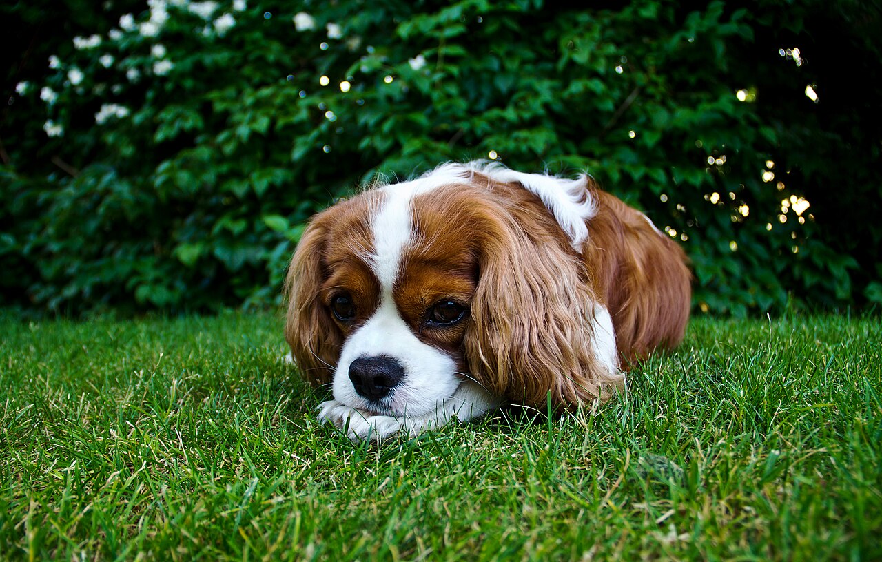 Small dog relaxing in green grass